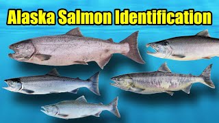 Alaska Salmon Identification  Alaska Fishin [upl. by Aimee]