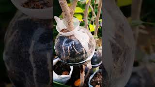 Root propagation in plat ficusplant redmachera chinadol and rubber plant rubberplant [upl. by Eniawtna]