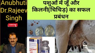 Ticks in Animals पशुओं में किलनीचिचिड़डींगर [upl. by Ahtabbat]