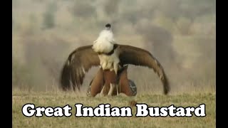 Great Indian Bustard Mating [upl. by Camala]