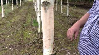 Betula Utilus Subspecies Jacquemontii  the Himalayan Birch  Irish Tree Centre Review [upl. by Idelia]