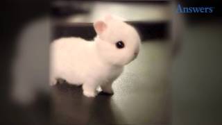 How Adorable Is This Little Baby Bunny Hes So Tiny and Cute He Doesnt Even Look Real [upl. by Edva]