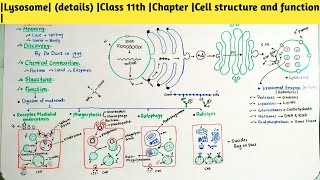 Lysosome details Part1Class 11th Chapter Cell structure and function [upl. by Mandler265]