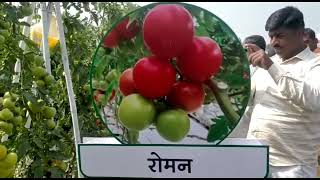 Roman Tomato new varieties  टोमॅटो नविन वाण  रोमन  syngentas no1 varieties [upl. by Shelton141]