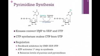 141Pyrimidine Synthesis [upl. by Ical]