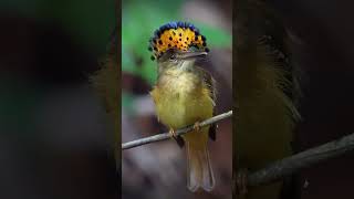 Mosquero Real Onychorhynchus coronatus biologia zoologia aves [upl. by Enailil]