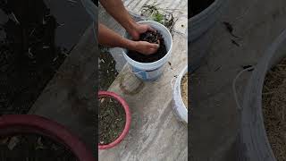 Jamun seed germination again shorts nature vipinkrishali [upl. by Zysk]