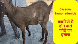 Treating an Abscess । Goat Health। Wound cleaning । Caseous lymphadenitis in Goats । [upl. by Mahseh]