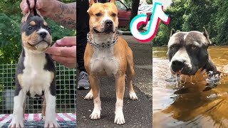 Amstaff are Badass and Cute  Tiktok Compilation [upl. by Camarata]