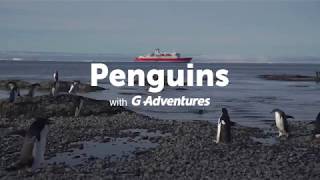 Antartica Travel Moment Getting an aweinspiring look at penguins [upl. by Sansen]