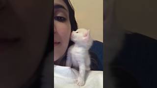 My cat might smack me for that 😂animals cat cute funny love shorts shortvideo [upl. by Atcliffe527]