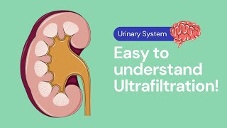 Ultrafiltration in the Kidney  Excretion [upl. by Norved815]