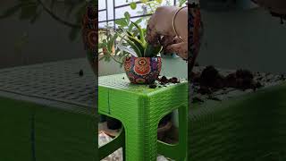 Repotting sansevieria plant repottingbalconygardenerindoorplantsshorts [upl. by Ytsur]