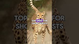 The Ultimate Cheetah Guide 80 JawDropping Facts That Will Amaze Wildlife Lovers P11 NEW facts [upl. by Revilo]