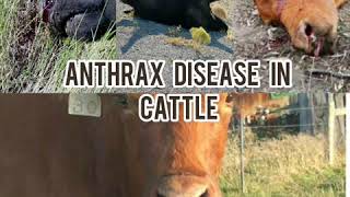 Anthrax disease in cattle Description symptoms and treatment [upl. by Eniamej836]