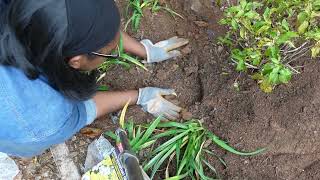 Planting 120 daffodils and adding 4 more agastache to the garden [upl. by Otineb]