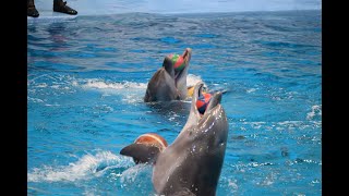 Dubai Dolphinarium  Dolphin Show  Playful Dolphins Stealing the Show [upl. by Aihsila694]