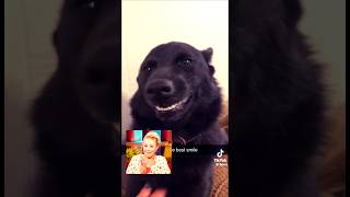 New TikTok Shorts  Cuteness Overload newtiktokshorts funnyclips comedy youtubeshort new lol [upl. by Lewin157]