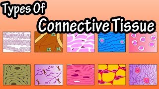 Types Of Connective Tissue  What Is Connective Tissue  Functions Of Connective Tissue [upl. by Sirref]