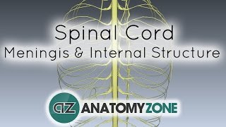 Spinal Cord  Meninges and Internal Structure  Anatomy Tutorial [upl. by Clemmy]