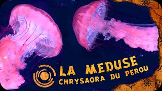 A la rencontre de la Méduse Chrysaora du Pérou [upl. by Nauqahs]