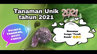 Tanaman unik 2021 ala Mama Razka [upl. by Aniz]