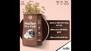 Heifer Dry Launch Video  Cattle Feed in Maharashtra  महाराष्ट्रातील पशुखाद्य [upl. by Mulford]