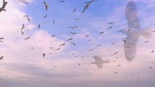 Seagulls  Birds Flying In Slow Motion [upl. by Akerahs908]