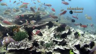 Viajero  ANILAO Underwater Impressions [upl. by Neelahtak]