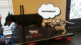 Get off my Dog Pacer Treadmill [upl. by Gingras]