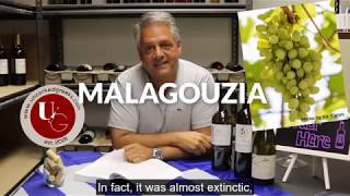 Greek Grapes 101  Malagouzia [upl. by Phelips318]