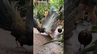 Why Do Western Parotia Birds Dance shorts science facts [upl. by Fattal884]