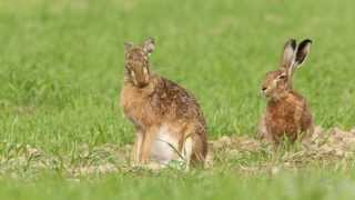 Pusa  Zajíc polní Lepus europaeus [upl. by Pulcheria248]