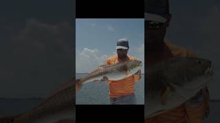 Sight Fishing Giant Redfish [upl. by Lairret759]