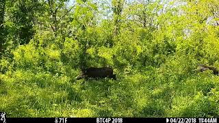 Boar chasing Coyote with Piglet Browning 2018 Command Ops BTC4P Trail Camera [upl. by Tdnaltroc]