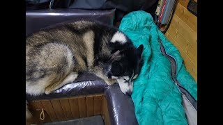 Man and Malamute Sherpa living the Van life rainy day for me and my dog [upl. by Arhna]