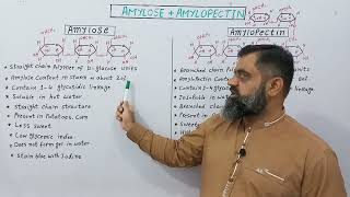 Difference between Amylose and Amylopectin English medium profmasoodfuzailAmylose Amylopectin [upl. by Nyrtak710]