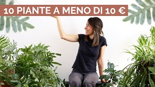 10 piante ECONOMICHE e di grande soddisfazione [upl. by Drazze147]