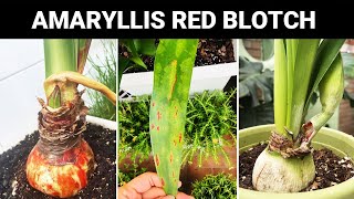 What to Do with Amaryllis Red Blotch  Amaryllis Hippeastrum Disease and Care [upl. by Lertsek]