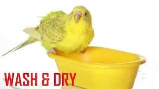 How to Wash amp Dry budgies foodwater container BUDGIE WHISPERER [upl. by Hollyanne121]