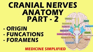 Cranial Nerves Anatomy  Cranial Nerves and their Functions  Part 2 anatomy medicine [upl. by Aikel]