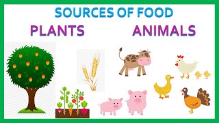 Sources of food Plants Animals Primary Kids Videos [upl. by Kilmarx526]