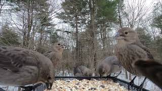 Brownheaded Cowbirds [upl. by Hitoshi503]