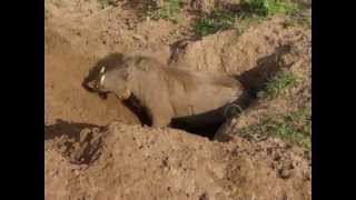 Warthog Digging a Burrow [upl. by Eralcyram]