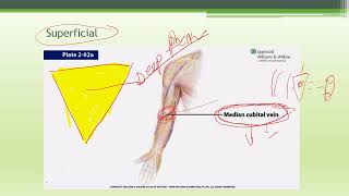 ANATOMY THE CUBITAL FOSSA AND RELATED FORARM [upl. by Brita]