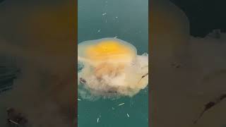 Massive jellyfish near DeCourcy Island BC jellyfish nature ocean n [upl. by Eenattirb]