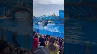 SEAWORLD IS AN AMAZING PLACE 🐳 youtubeshorts orlando whale shorts florida vacation family [upl. by Kirenoj]