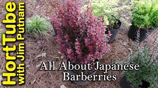 All About Japanese Barberries [upl. by Norrv736]