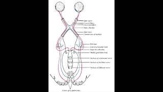 Visual Field Defects Meyers Loop amp Dorsal Optic Radiation [upl. by Ahsaeit]