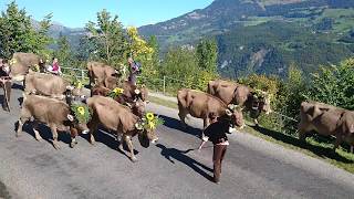 Alpabfahrt  Meiringen Switzerland [upl. by Aibar]